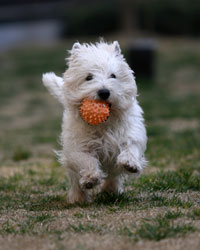 white terrier running with orange ball in mouth