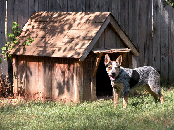 blue heeler dog in front of dog house in backyard