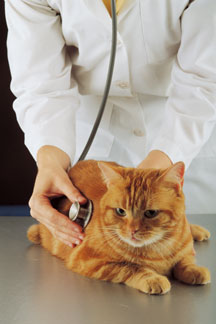 female veterinarian examining orange cat