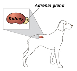 cartoon dog with diagram of kidney and adrenal gland