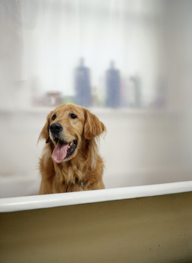 golden retriever in bath tub