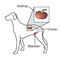 cartoon dog with diagram of kidney bladder and ureter