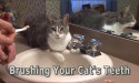 cat on sink