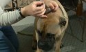 administering ear drops to dog