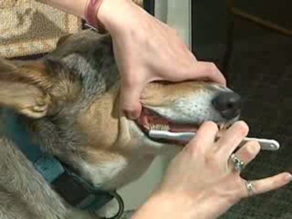 Brushing Your Dog’s Teeth