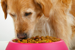 golden retriever eating dog food