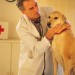 male veterinarian checking yellow retriever