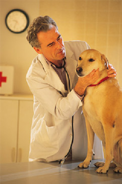 male veterinarian checking yellow retriever