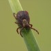 tick on grass