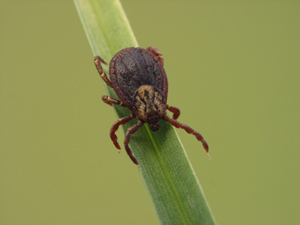 tick on grass