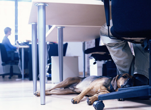 dog under desk at office