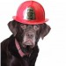 chocolate labrador retriever wearing fireman hat