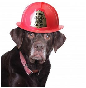 chocolate labrador retriever wearing fireman hat