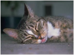 cat laying on ground