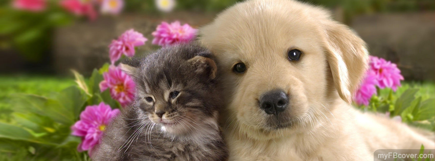 golden retriever puppy and kitten