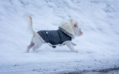 image for Winter Safety for Pets